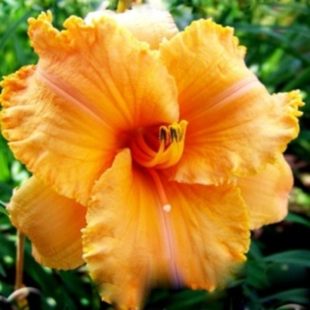 Лилейник Колонель Мастард С2