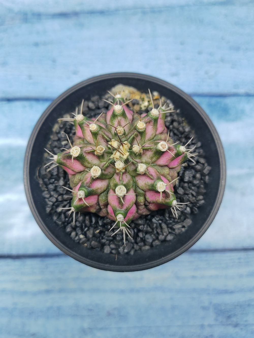 Gymnocalycium T-Rex Pink hybride (Гимнокалициум T-rex)