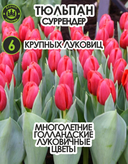 Тюльпан луковичные цветы, Суррендер, 6 шт, крупные