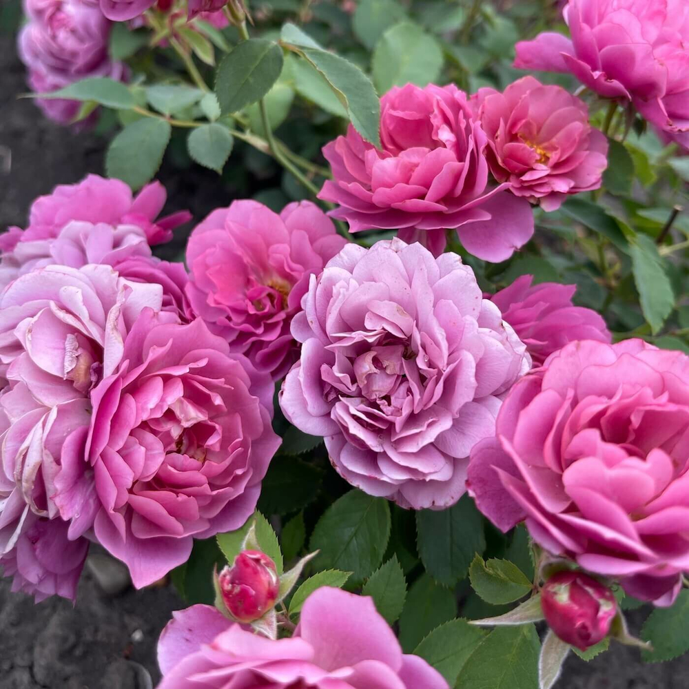 Роза Аои (Aoi)