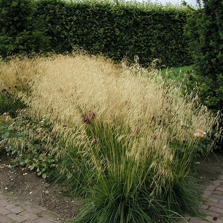 Луговик Goldschleier