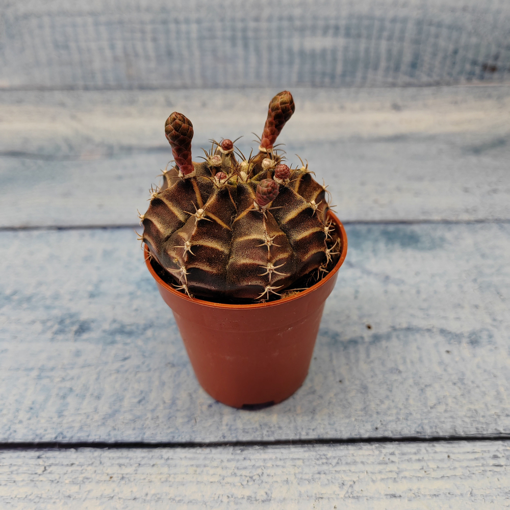 Gymnocalycium Friedrichii (Гимнокалициум)