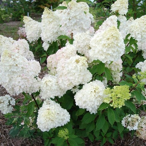 Гортензия метельчатая ДИАМАНТИНО (Hydrangea paniculata «Diamantino»)