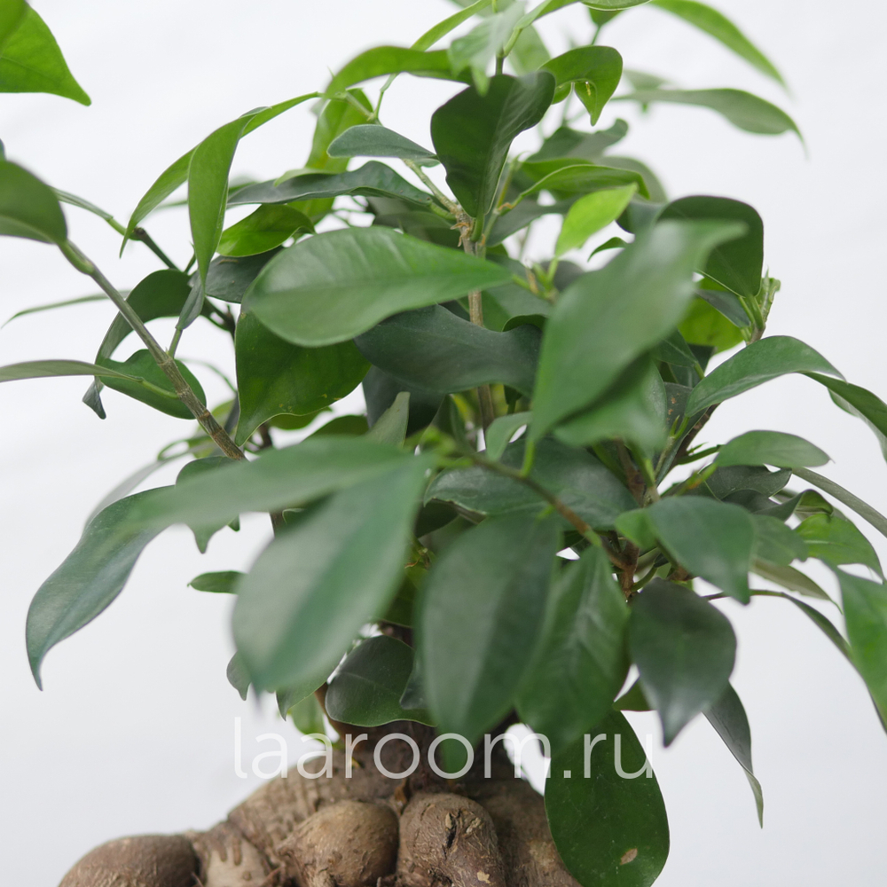 Бонсай Фикус Микрокарпа Гинсенг большой