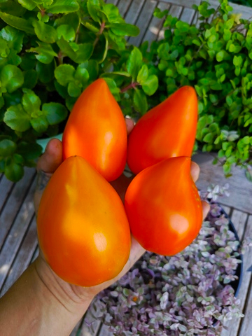 Ночная свеча сорт томата