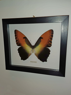 Бабочка Morpho hecuba в рамке