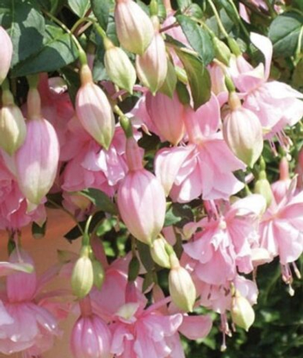 ЕВРО Фуксия Pink Galore ОКС укорененный черенок 15-20 февраля