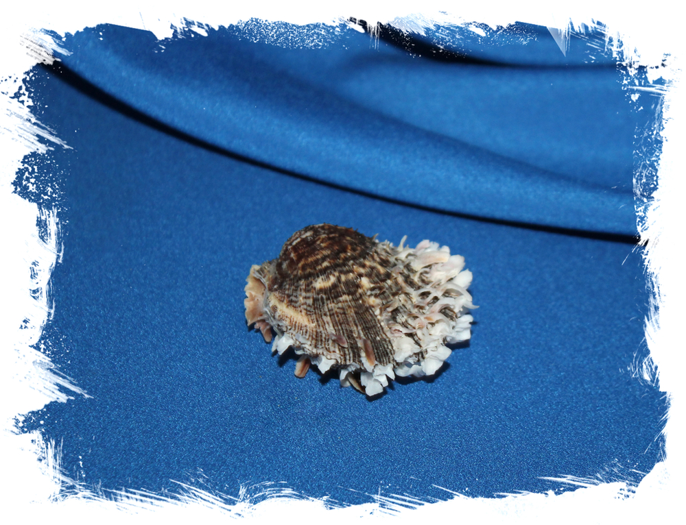 Spondylus sinensis, Китайский спондилус, Спондилус синенсис