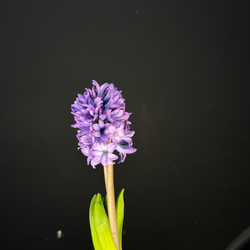 Гиацинт / 1 шт