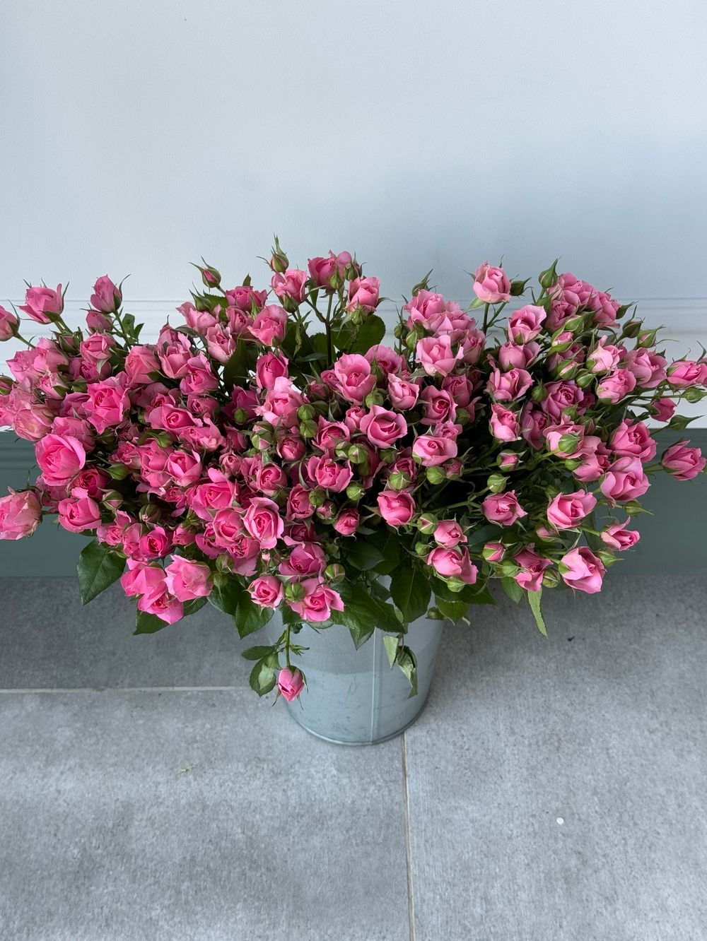 Кустовая роза в розовом оттенке