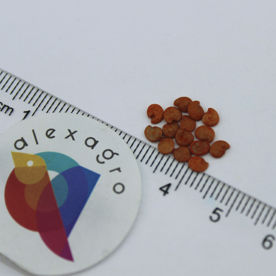 Валентина F1 семена баклажана (Seminis / ALEXAGRO) семена – фото 9