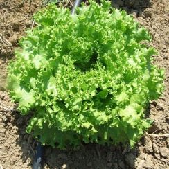 ФАНЛИ семена салата (Syngenta | Alexagro)