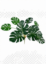 Куст Монстеры (9 листьев)