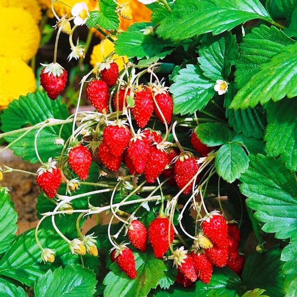 Земляника Барон Солимахер