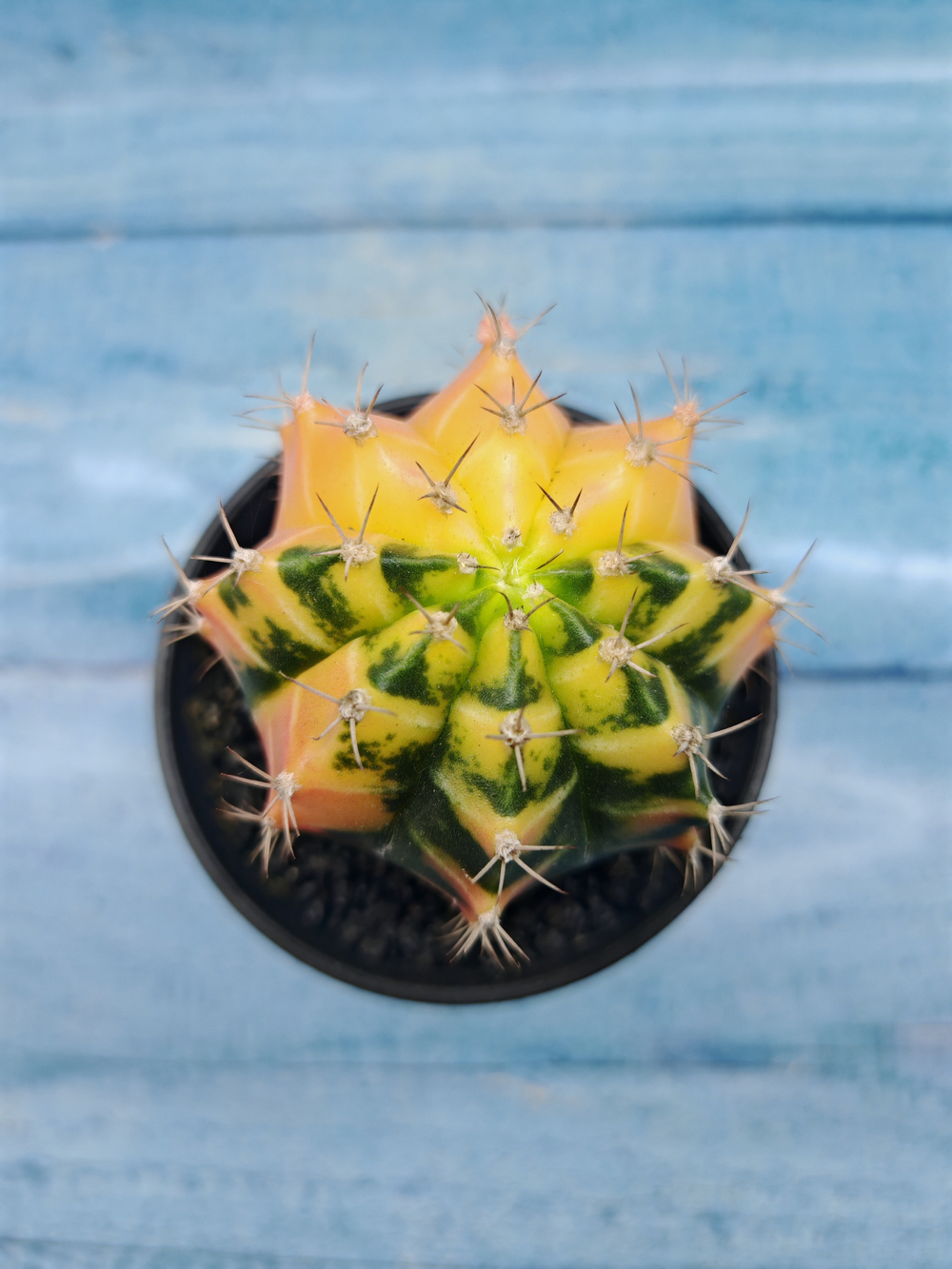 Gymnocalycium Variegata (Гимнокалициум Вариегатный)