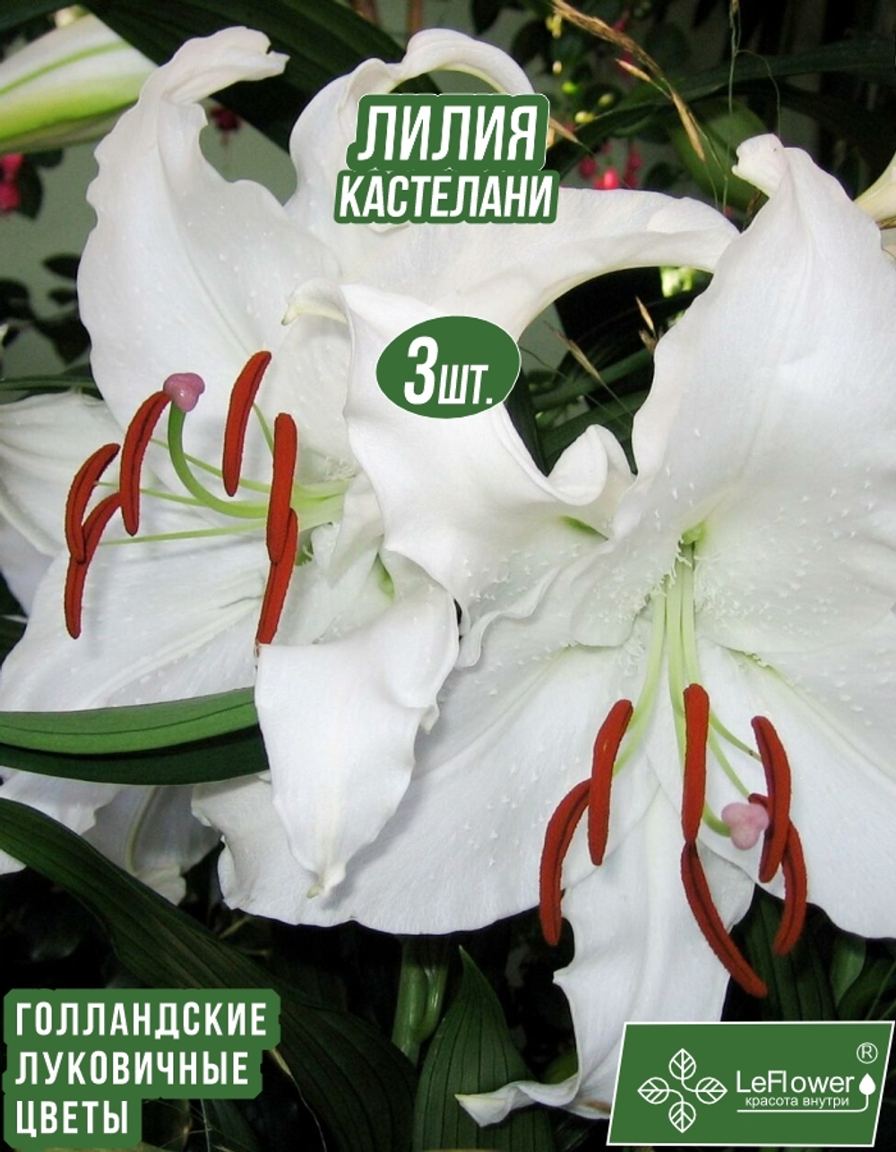 Лилия Луковица, Кастелани 3 шт