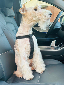 Автомобильная шлейка с ремнем безопасности, Монморанси,черный, M