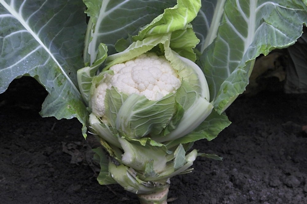 Капуста цв. Гохан F1 (50шт)  Витагрин Профи