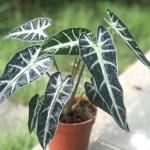 Алоказия SANDERIANA