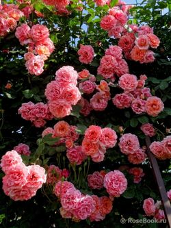 Дреам Уивер (Dream Weaver)