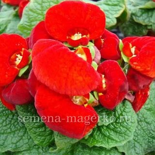 Кальцеолярия  Даинти Ред F1 100 драже