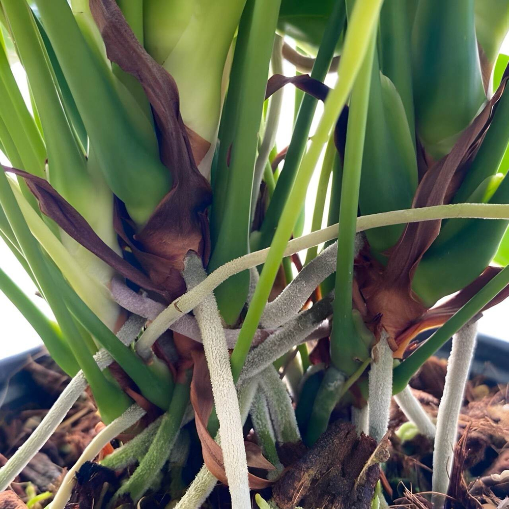 Антуриум Андрэ ARISTO