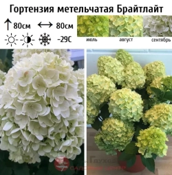 Гортензия метельчатая Брайтлайт 1л Закупка М23 сентябрь 2025