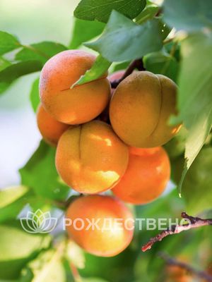 Абрикос