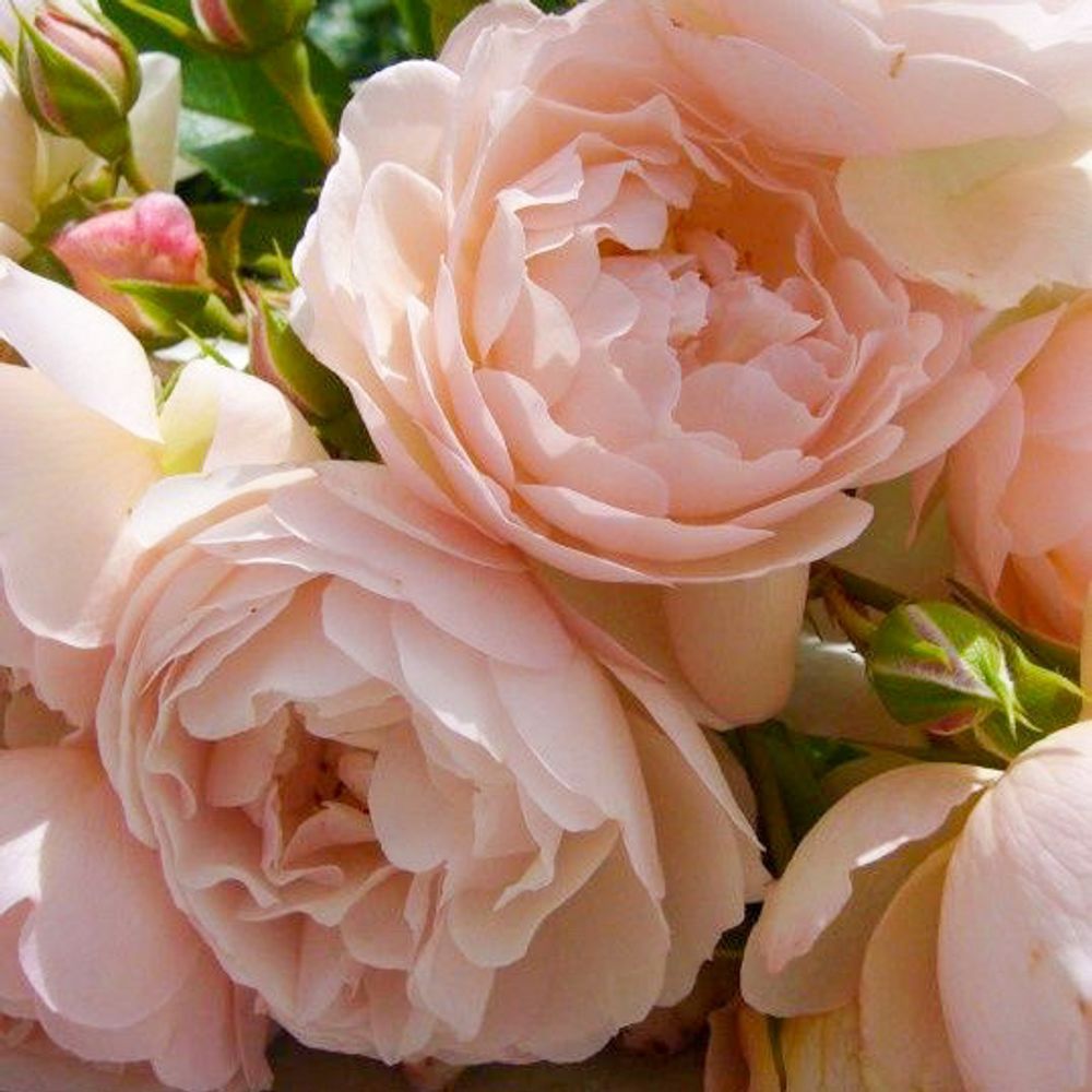 Шанталь Томасс (Chantal Thomass)