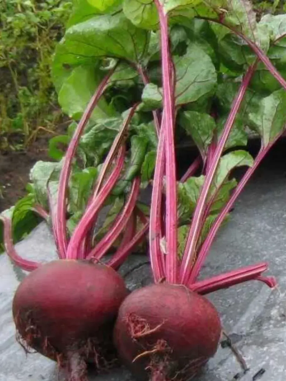 Семена свеклы Кубанская Борщевая 43