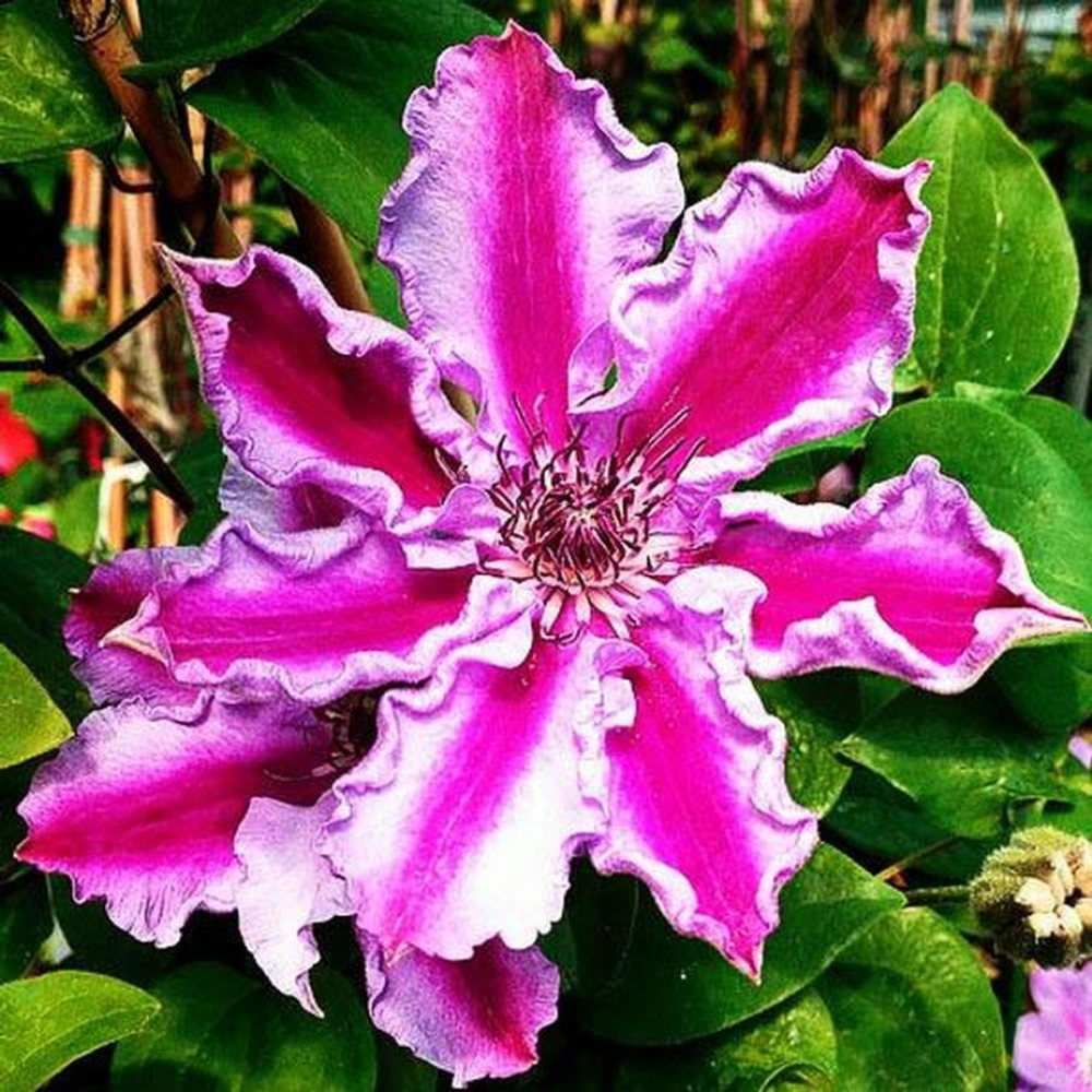 Клематис Tudor (Тюдор) Р9