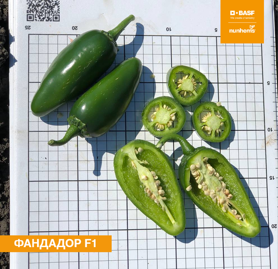 Фандадор F1 семена перца острого (Nunhems / Нюнемс) продукт – фото 1