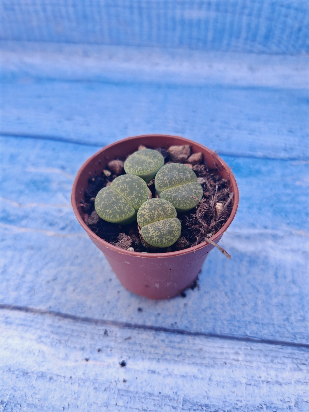 Lithops sp. (Литопсы)