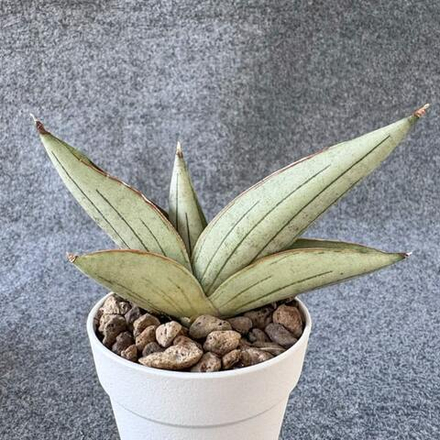 Сансевиерия RUGBY