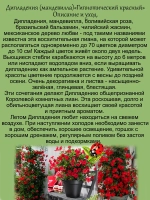Дипладения Гипнотический Красный мандевилла