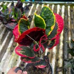 Кротон THA CHALOM