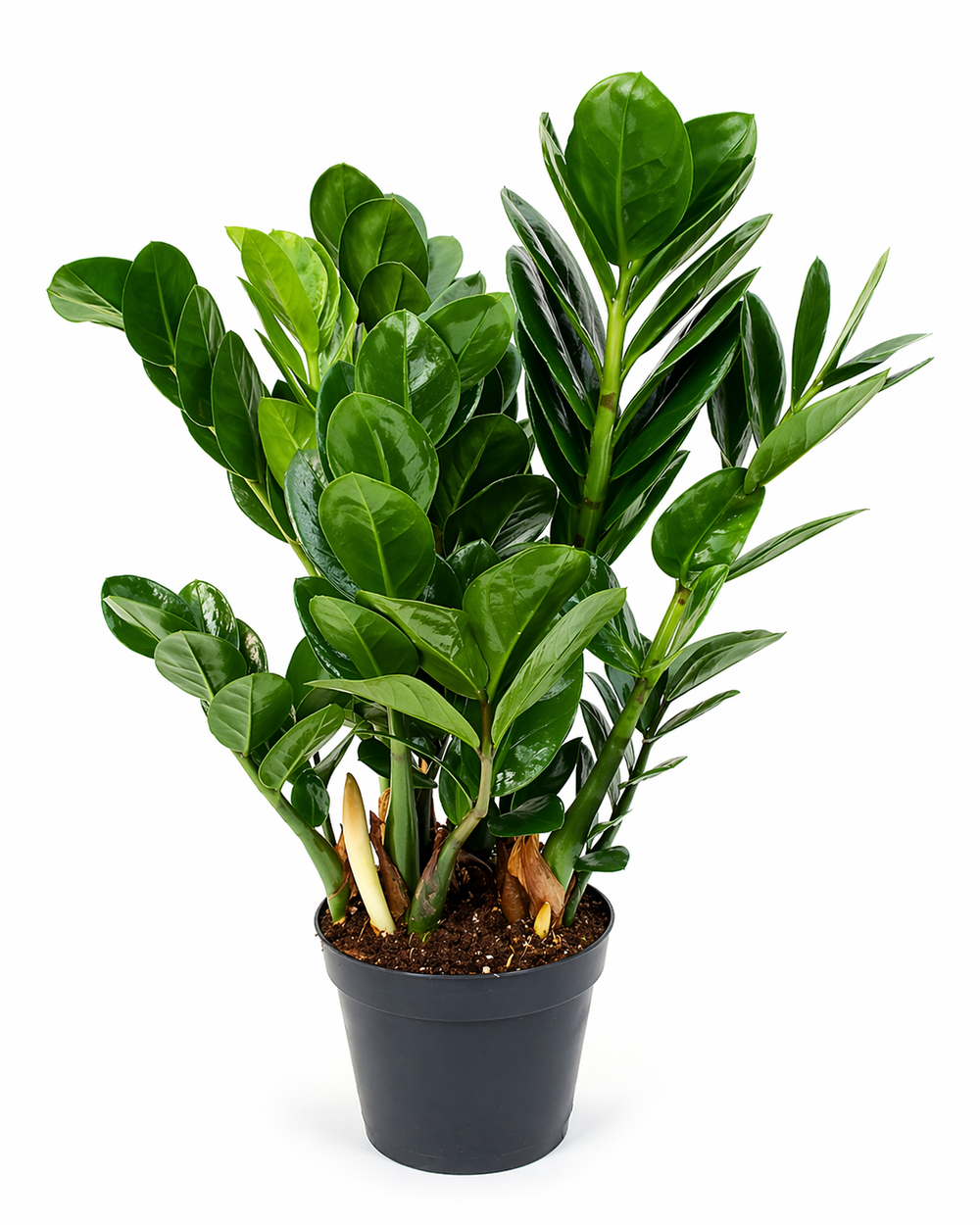 Замиокулькас (Китай)