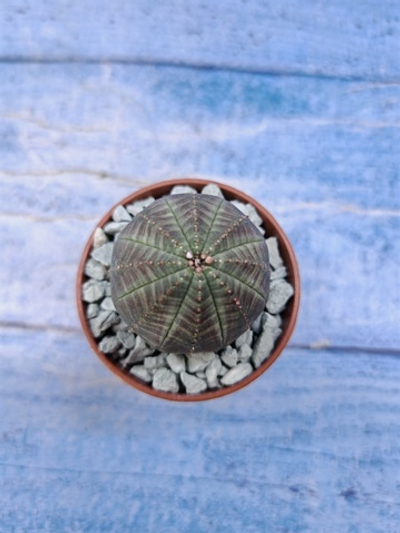 Euphorbia Obesa (Эуфорбия)
