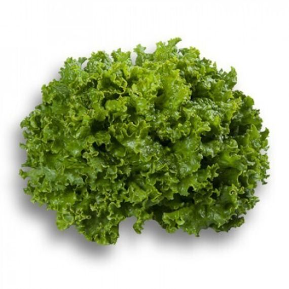 СТАРФАЙТЕР семена салата Rijk Zwaan отзывы