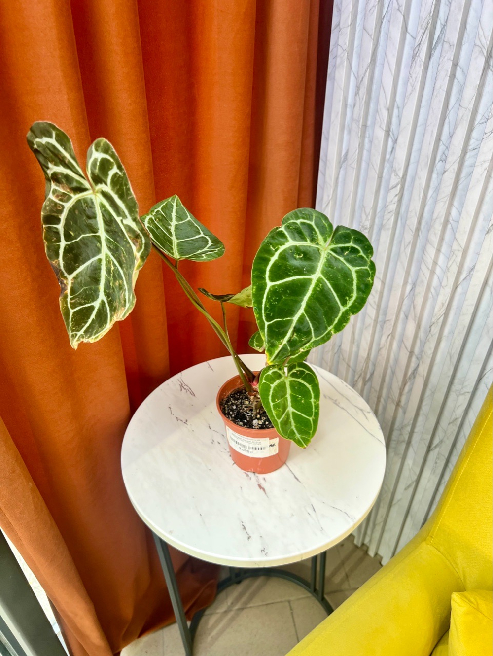 Антуриум Регале, D12см Н30см, 1шт, Urban Jungle