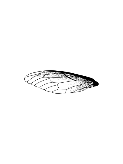 insect wing