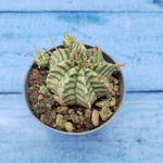 Euphorbia meloformis f. Variegated (Эуфорбия вариегатная)