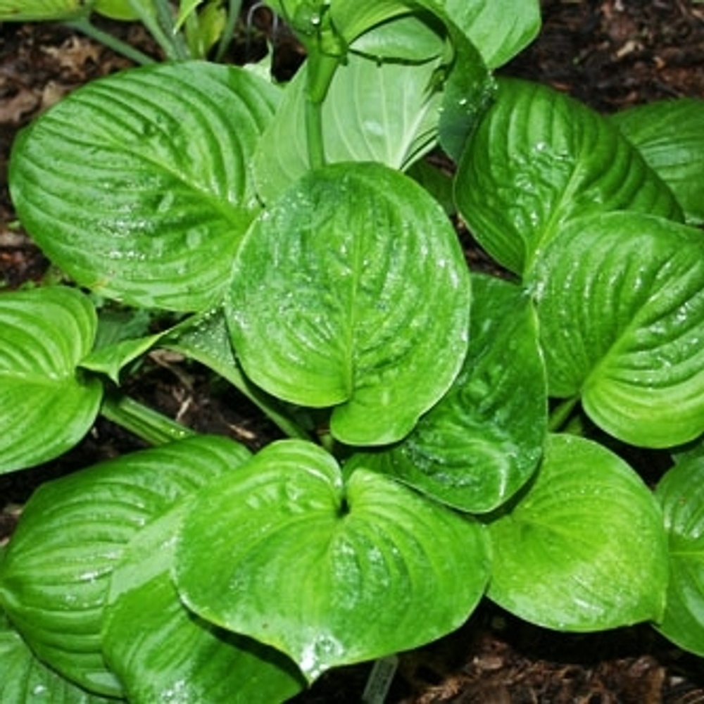 Хоста Мохито