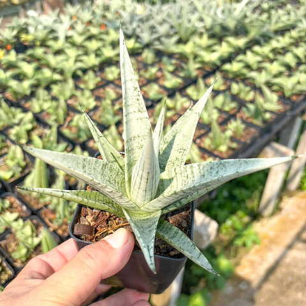 Сансевиерия MOMO