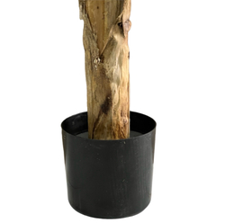 Банановая пальма 186 см.