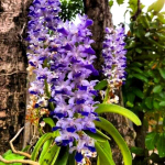 Орхидея ринхостилис RHY COELESTIS BLUE