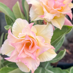 Адениум GLIP LAMDUAN