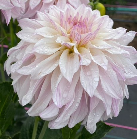 Георгин Блумквист Компаре (Bloomquist compare)