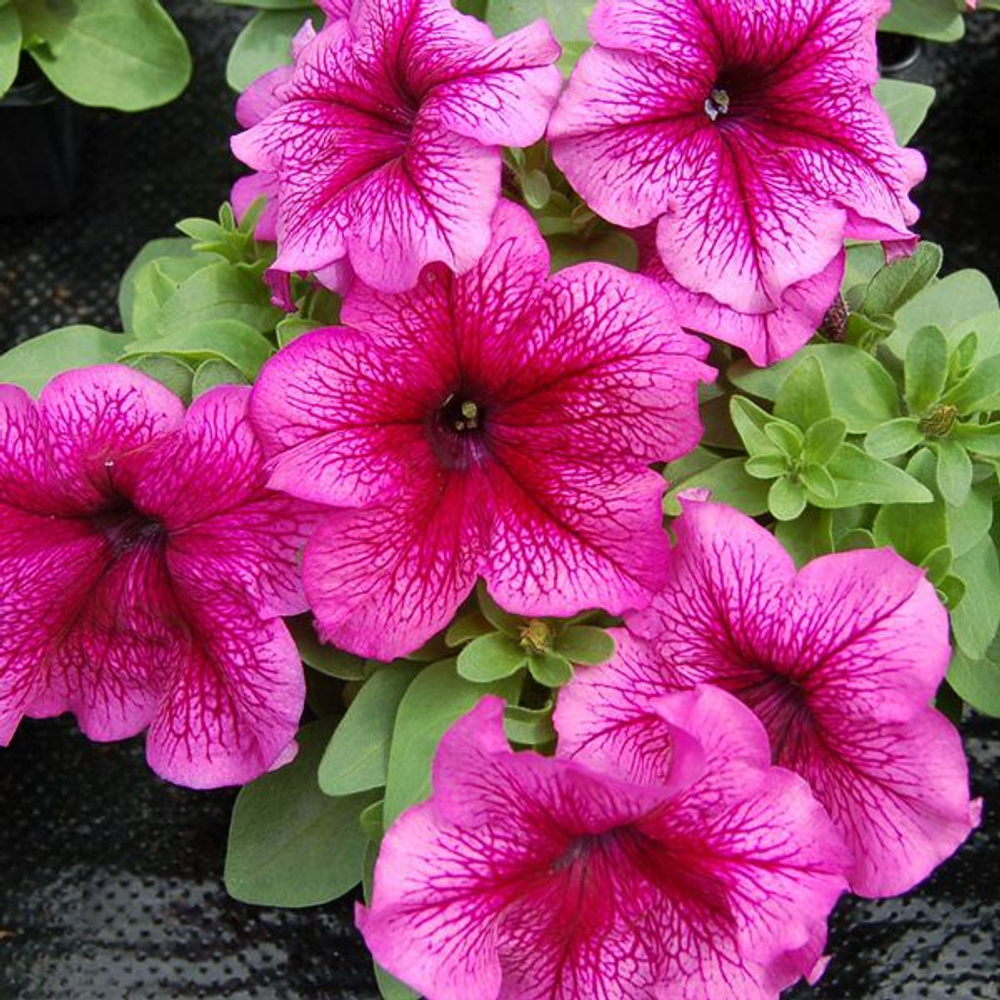 Петуния грандифлора Лимбо Джи Пи Плам (1000др) Витагрин Профи