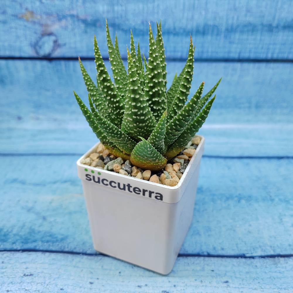 Haworthia Fasciata (Хавортия)